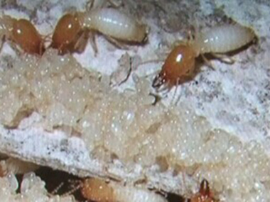 丹灶白蚂蚁防治机构发现家里有白蚁怎样灭治