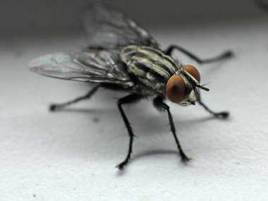 南海四害消杀中心分享4个灭蚊蝇驱蚊蝇的实用小妙招