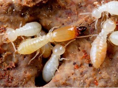 金沙预防白蚁公司：家庭房屋白蚁危害的主要表现