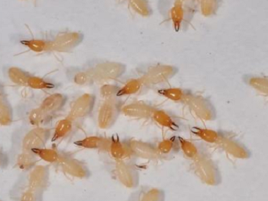 南海白蚁预防所家里有白蚁危害怎么做才能除根