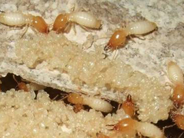 里水白蚁预防中心判断家里是否有白蚁的方法