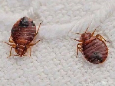 和顺病媒生物杀虫公司为什么臭虫很难被消灭