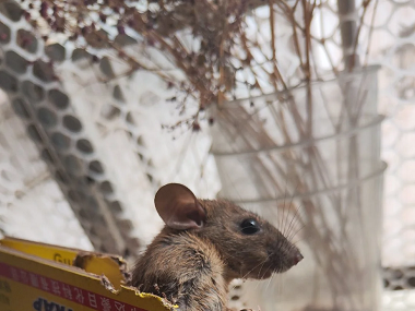 丹灶专业灭鼠所：享6种超实用的“老鼠怕”用法