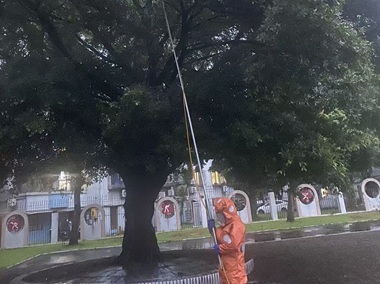 松岗处理马蜂窝中心家门口发现马蜂窝怎么办？